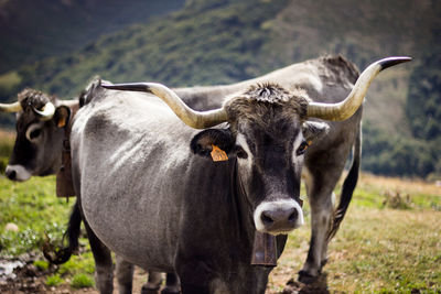 Portrait of cattle on field