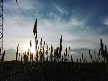 Plants on field against sky