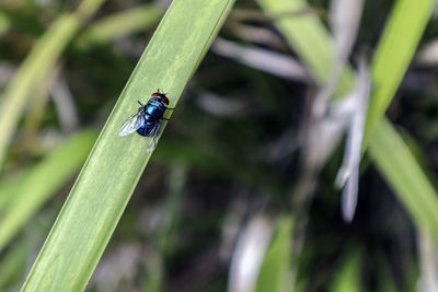 Close-up of insect on grass