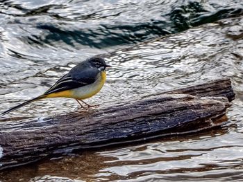 Birds in calm water