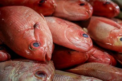 Close-up of fish for sale in market