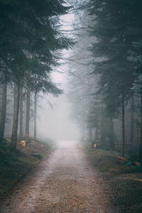 Dirt road amidst trees in forest