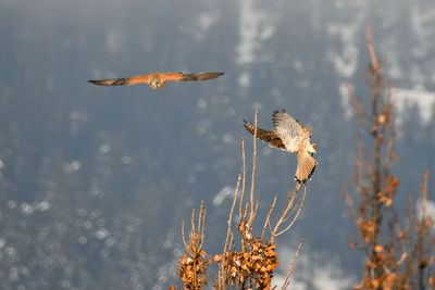 Close-up of a bird flying over dry plants