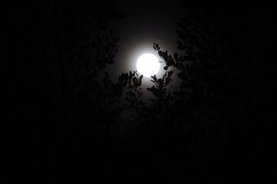 Low angle view of silhouette trees against sky at night