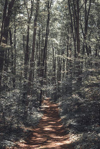 Footpath amidst trees in forest