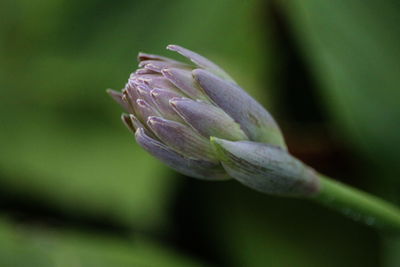 Close-up of flower bud