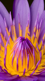 Close-up of purple flower