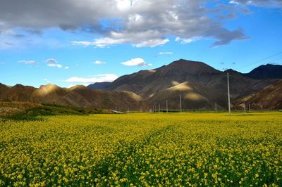 Scenic view of field against cloudy sky