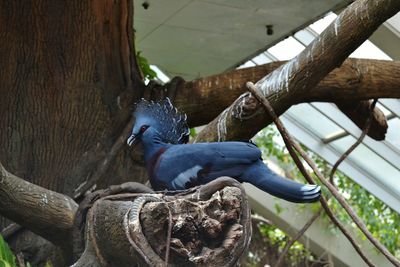 Close-up of bird perching on tree trunk