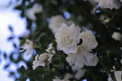 Close-up of white flowering plant