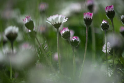 Close-up of purple flowering plants on field