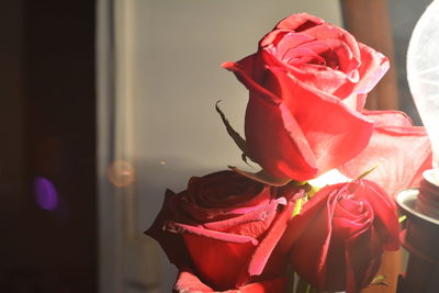 Close-up of red rose at night