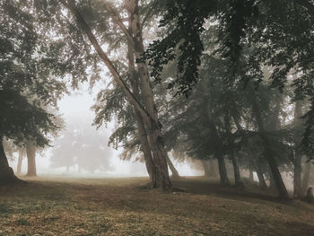 Trees on field in forest