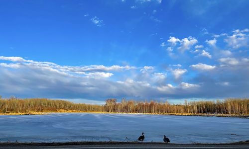 Scenic view of snowcapped landscape against blue sky with canada geese