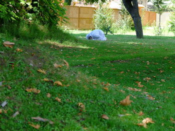 View of trees on grass