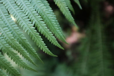 Close-up of fern