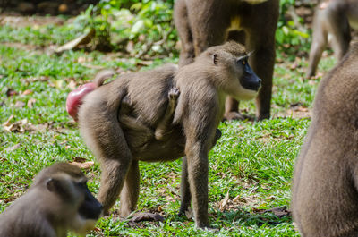 Close-up of monkey on field