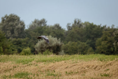 Bird flying over a field