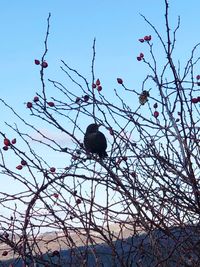 Low angle view of bird perching on bare tree