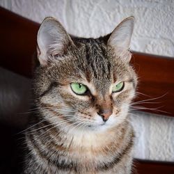 Close-up portrait of cat