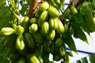 Low angle view of fruits growing on tree