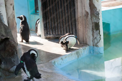 Penguins by pond in zoo