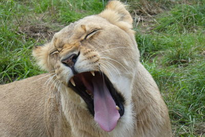 Close-up of a cat