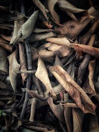 Close-up of dried leaves on field