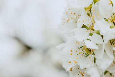 Close-up of white cherry blossoms