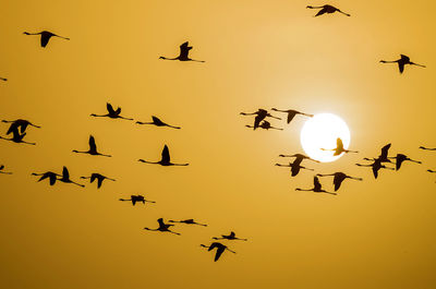Low angle view of silhouette birds flying in sky during sunset