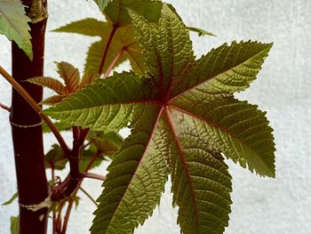 Close-up of fresh green leaves