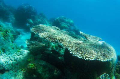 Fish swimming in sea