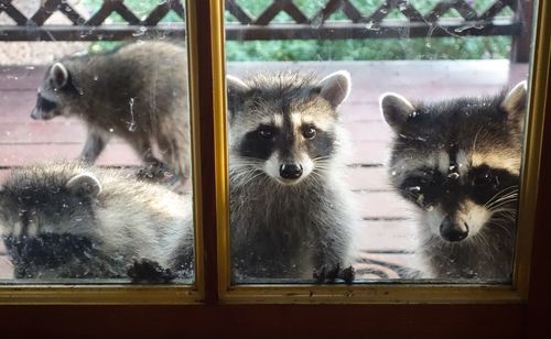 Portrait of raccoons by window