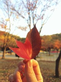 Close-up of hand holding maple leaf against sky