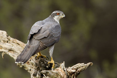 Close-up of bird perching on branch