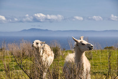 View of sheep on field against sky