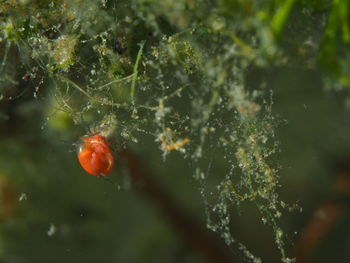 Red water mite under water at waterplant