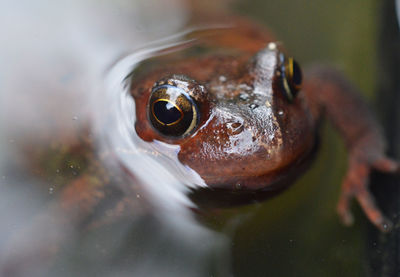 Close-up of frog in water