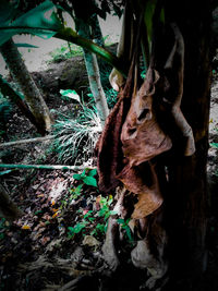 Close-up of lizard on tree trunk in forest