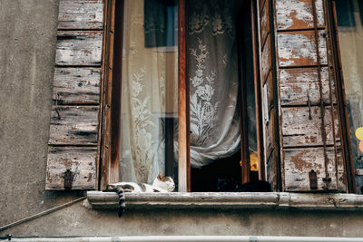 Close-up of cats on window sill