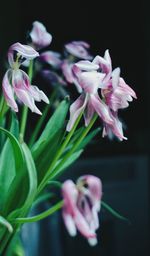 Close-up of pink flowers blooming outdoors