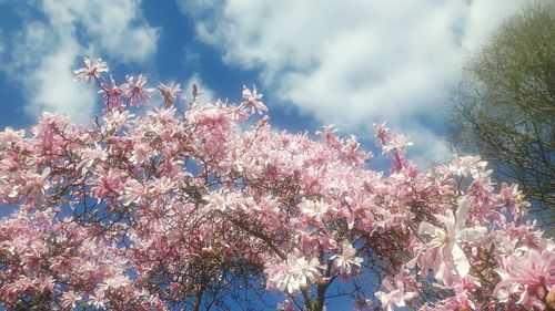 Low angle view of flower tree against sky