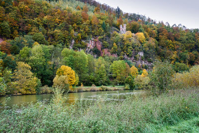 Trees by lake in forest during autumn