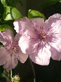 Close-up of pink flower