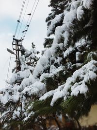 Low angle view of snow covered trees against sky