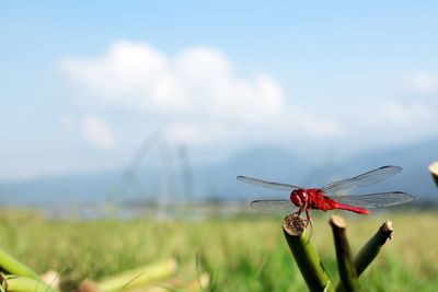 Close-up of dragonfly on plant against sky