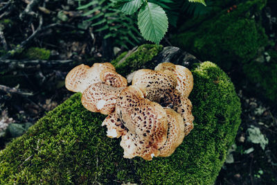 Dryad's saddle fungus growing on a moss covered log