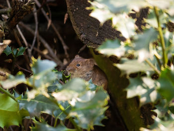 Close-up of squirrel on tree