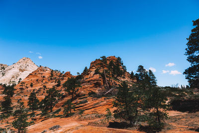 Scenic view of trees against clear blue sky
