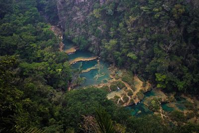 High angle view of trees in forest